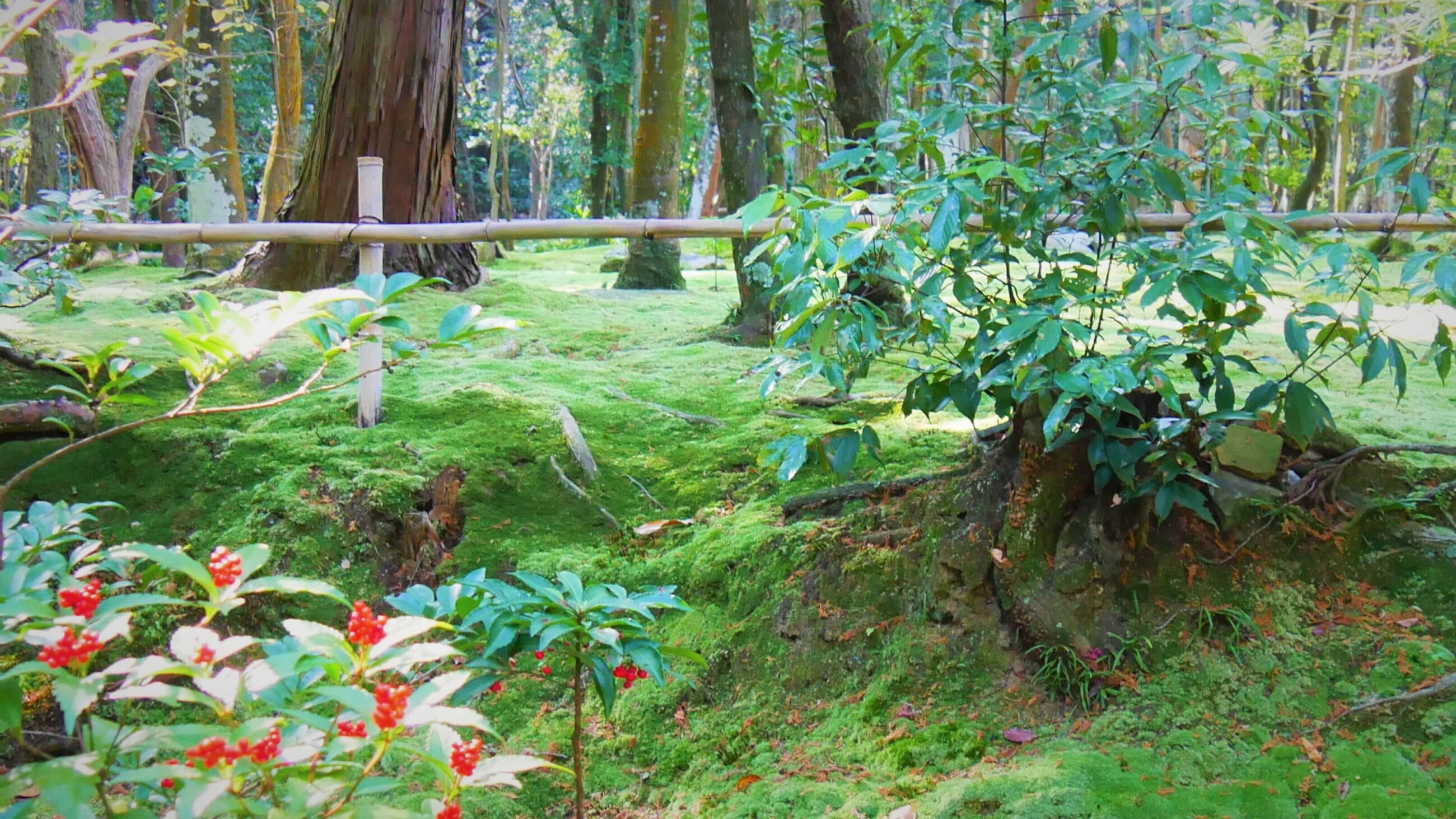 秋篠寺の苔庭