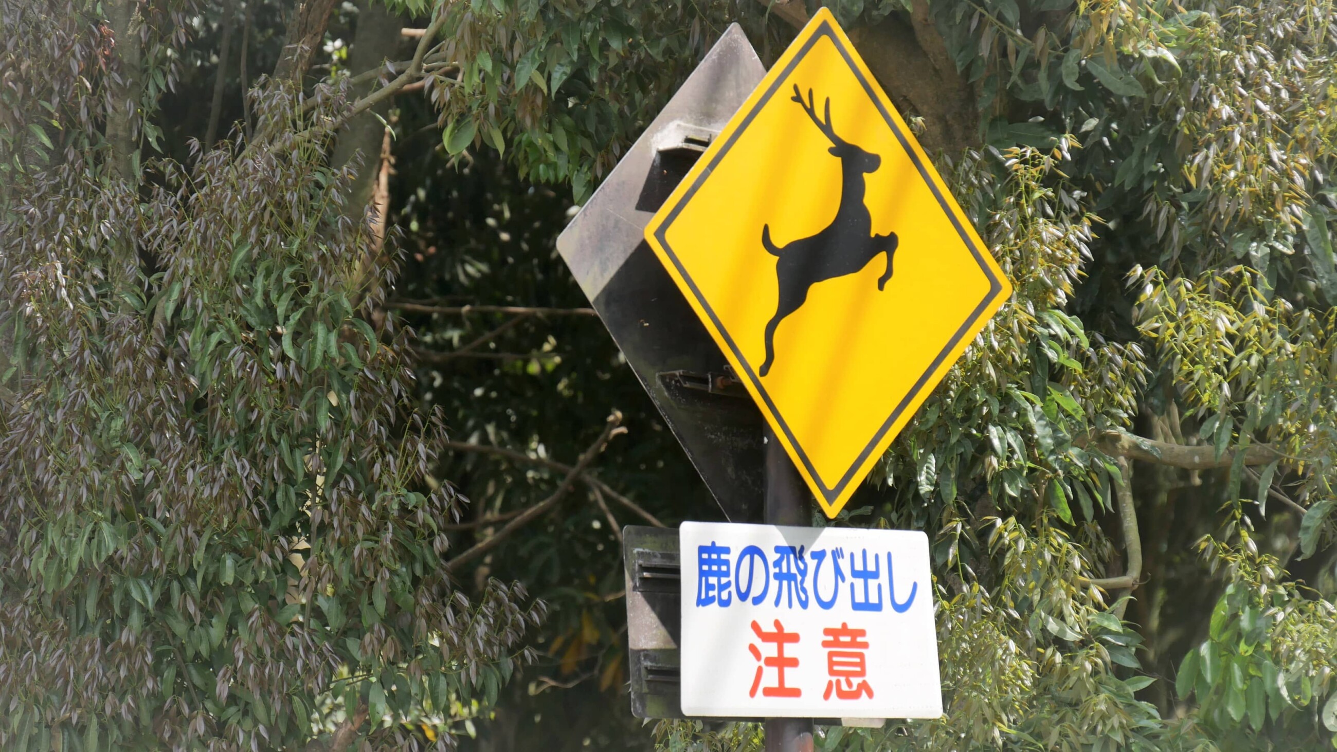 鹿の飛び出しには要注意
