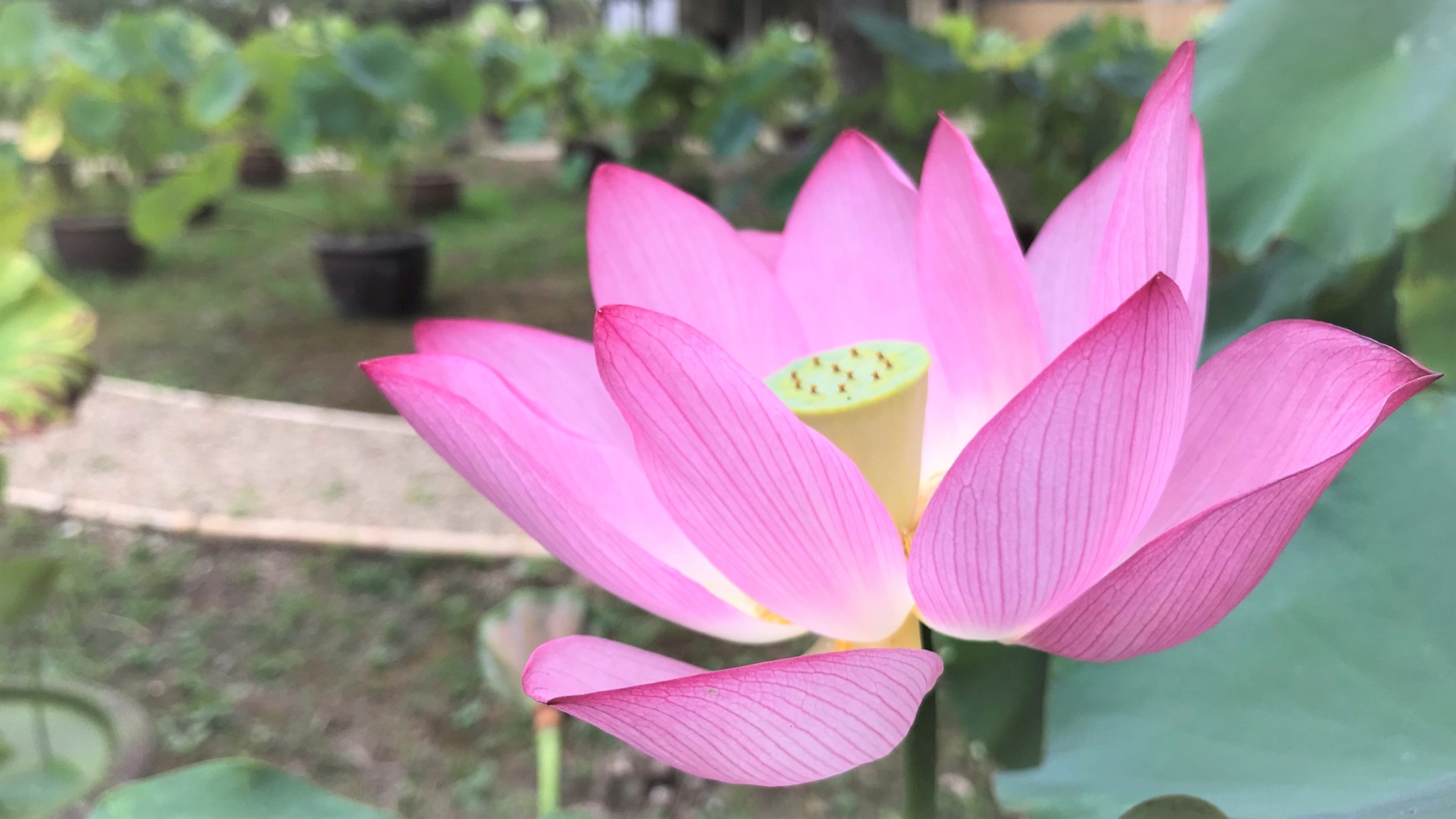 西大寺に咲く蓮の花