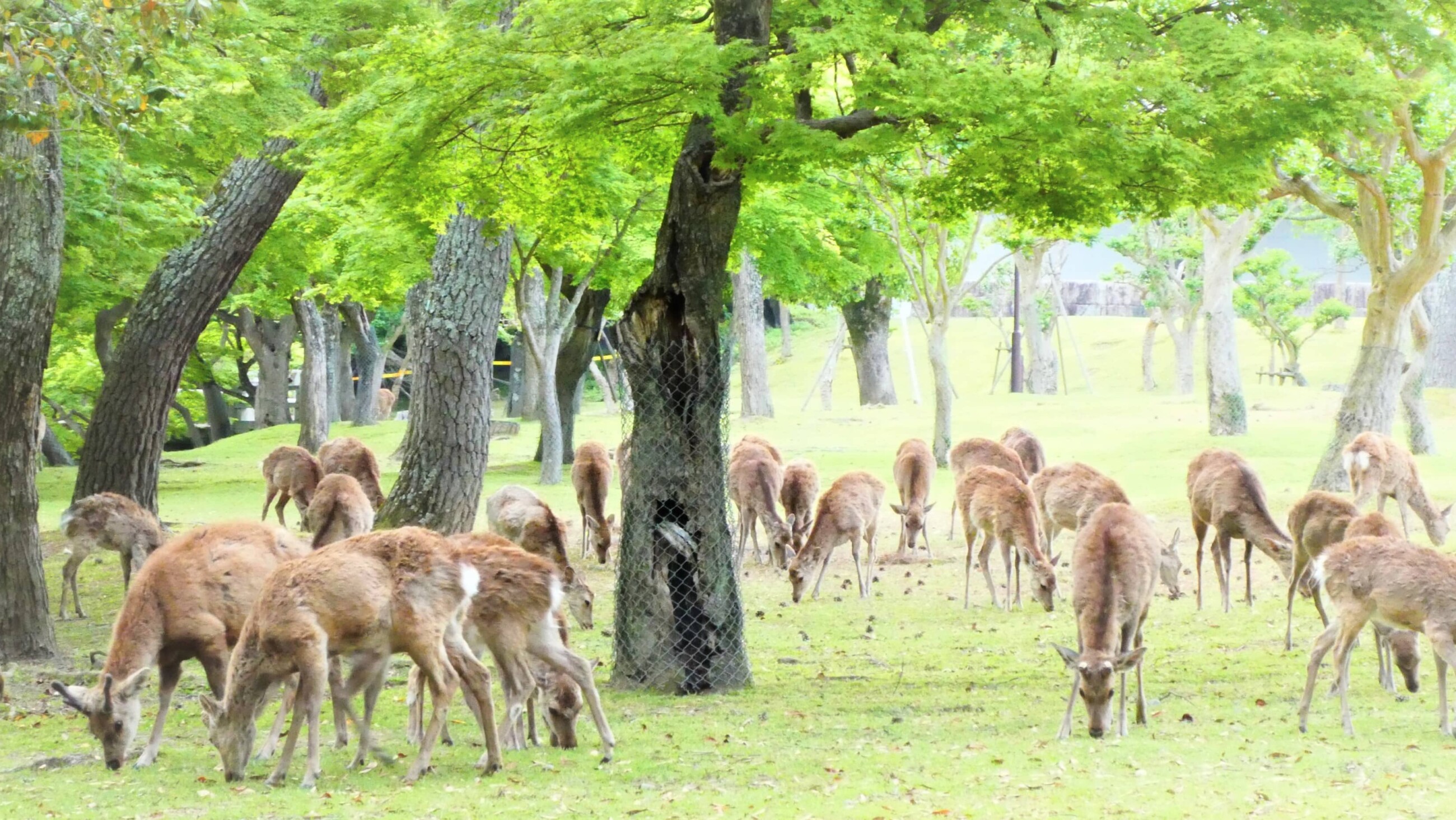 登大路ホテル奈良から徒歩すぐの春日野園地で草を食べる鹿