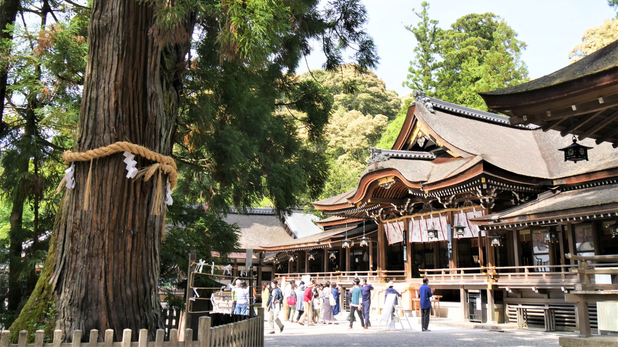 大神神社拝殿と巳の神杉