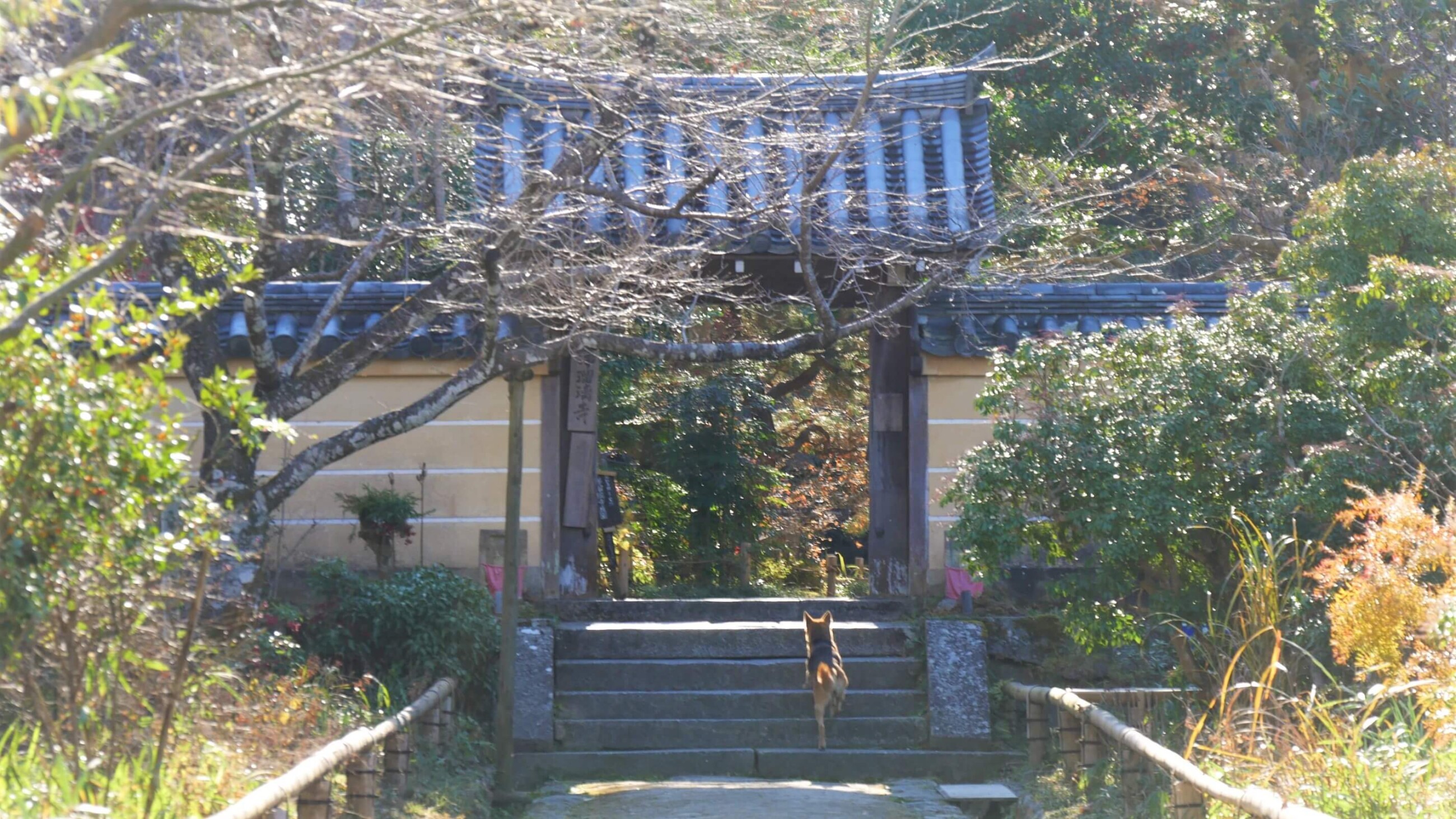 季節ごとに風情ある浄瑠璃寺山門