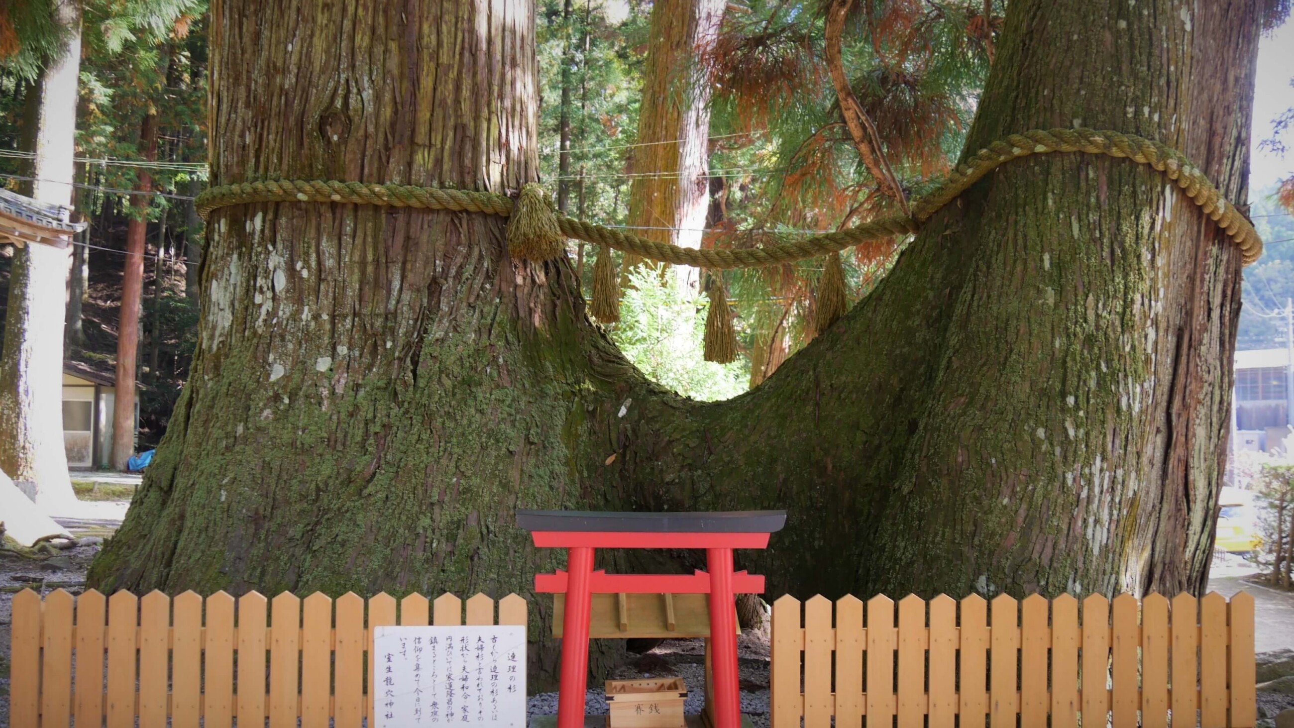 室生龍穴神社「連理の杉」