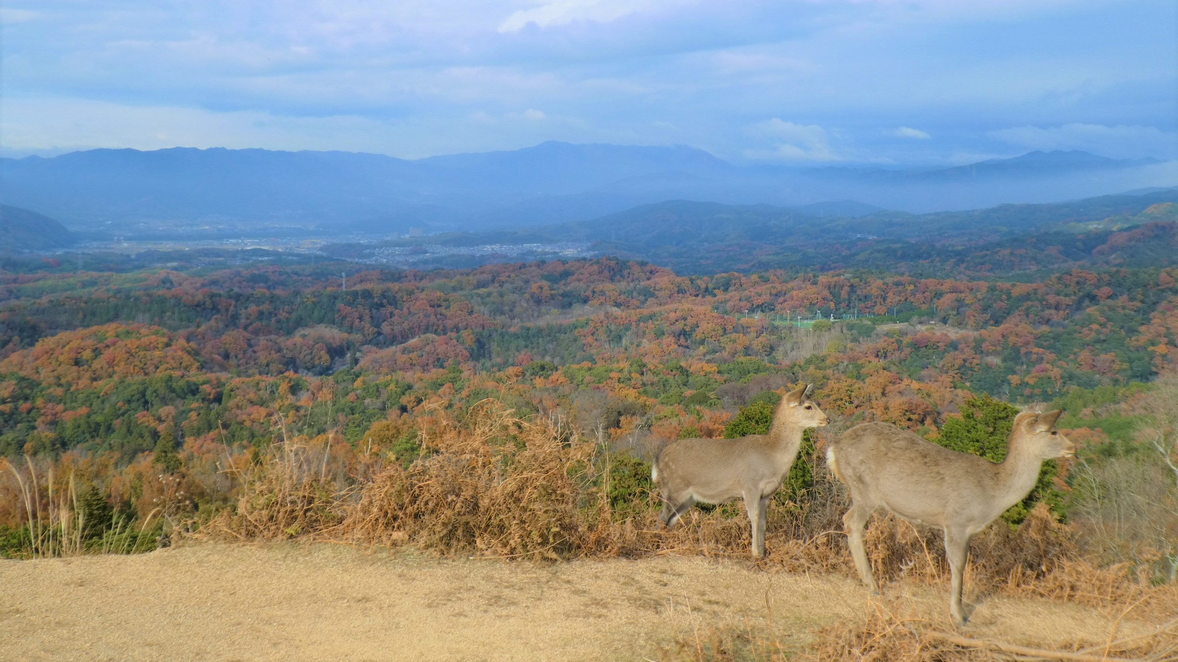 若草山の鶯塚