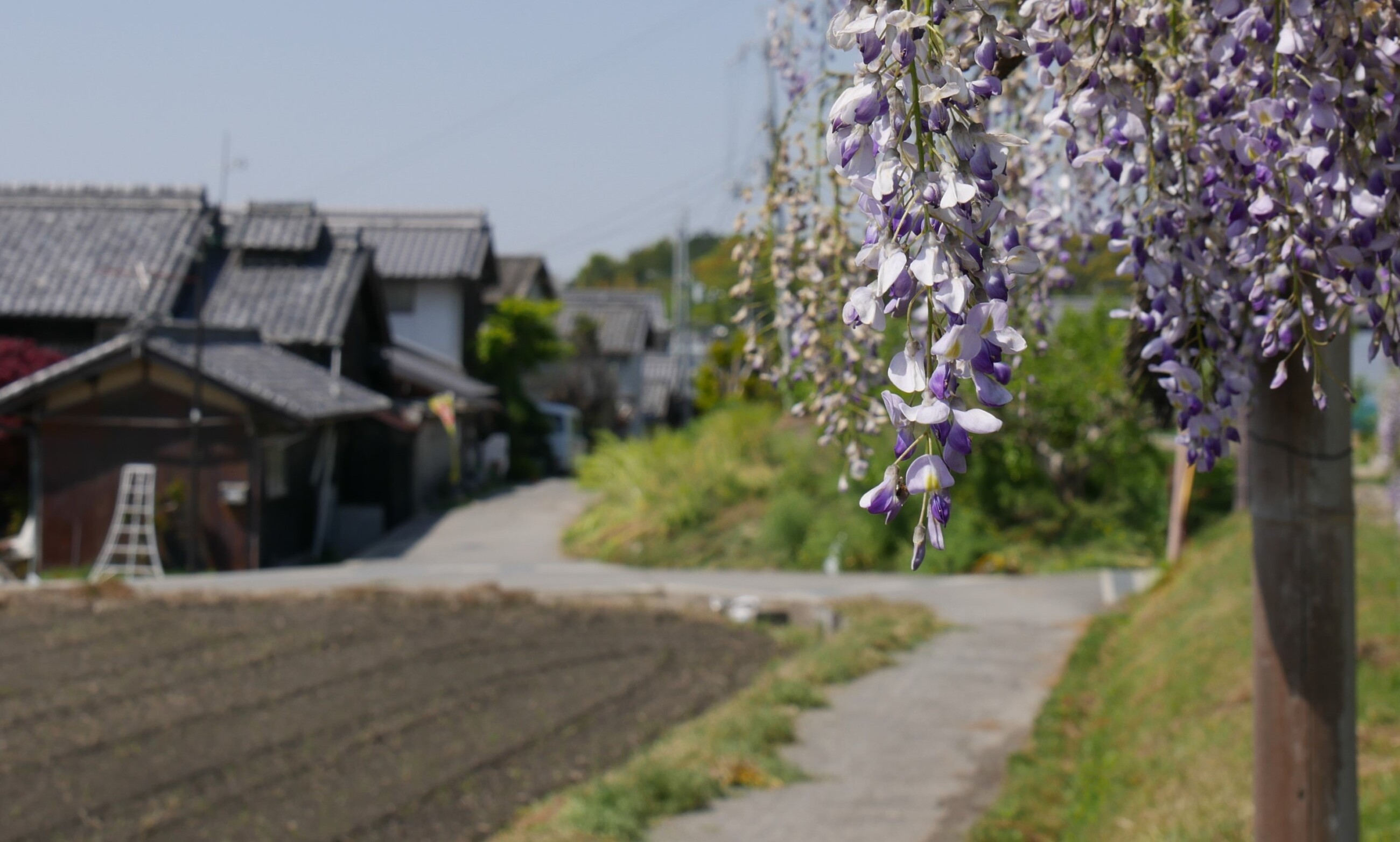 山の辺の道