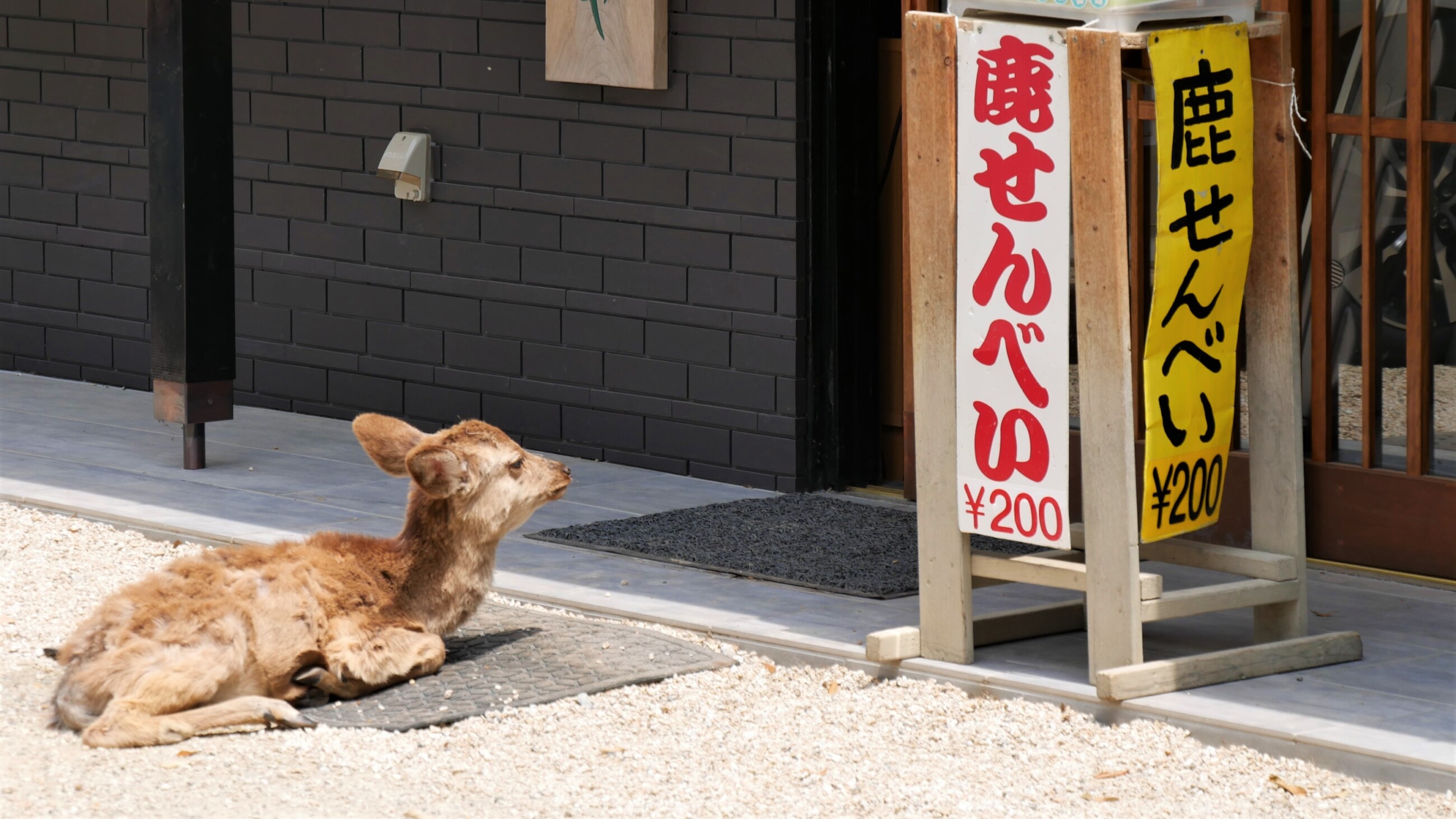 鹿せんべいを待つ鹿
