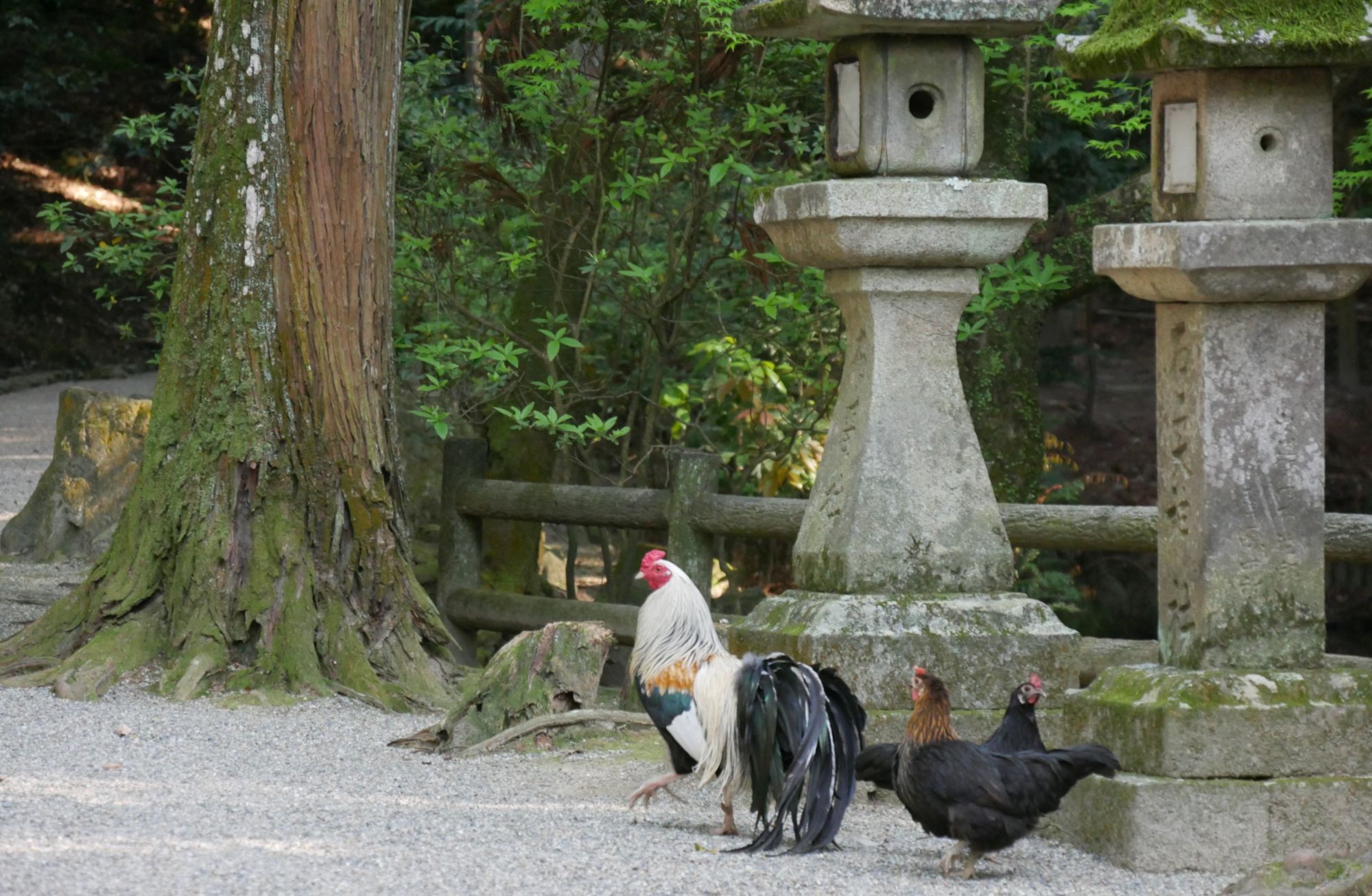 石上神宮境内