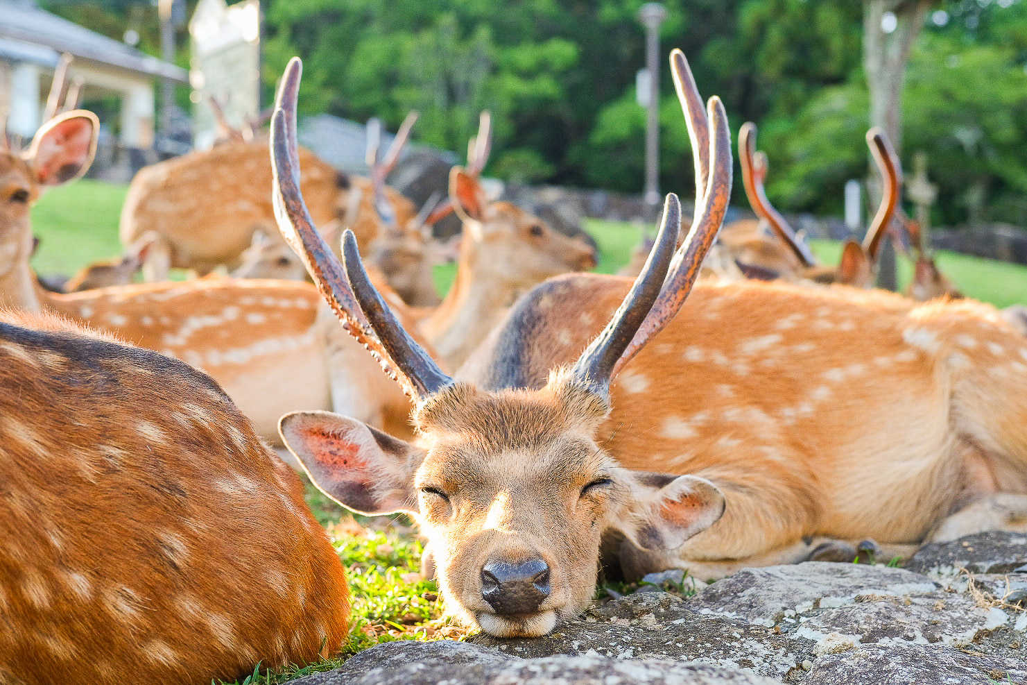 奈良公園の鹿