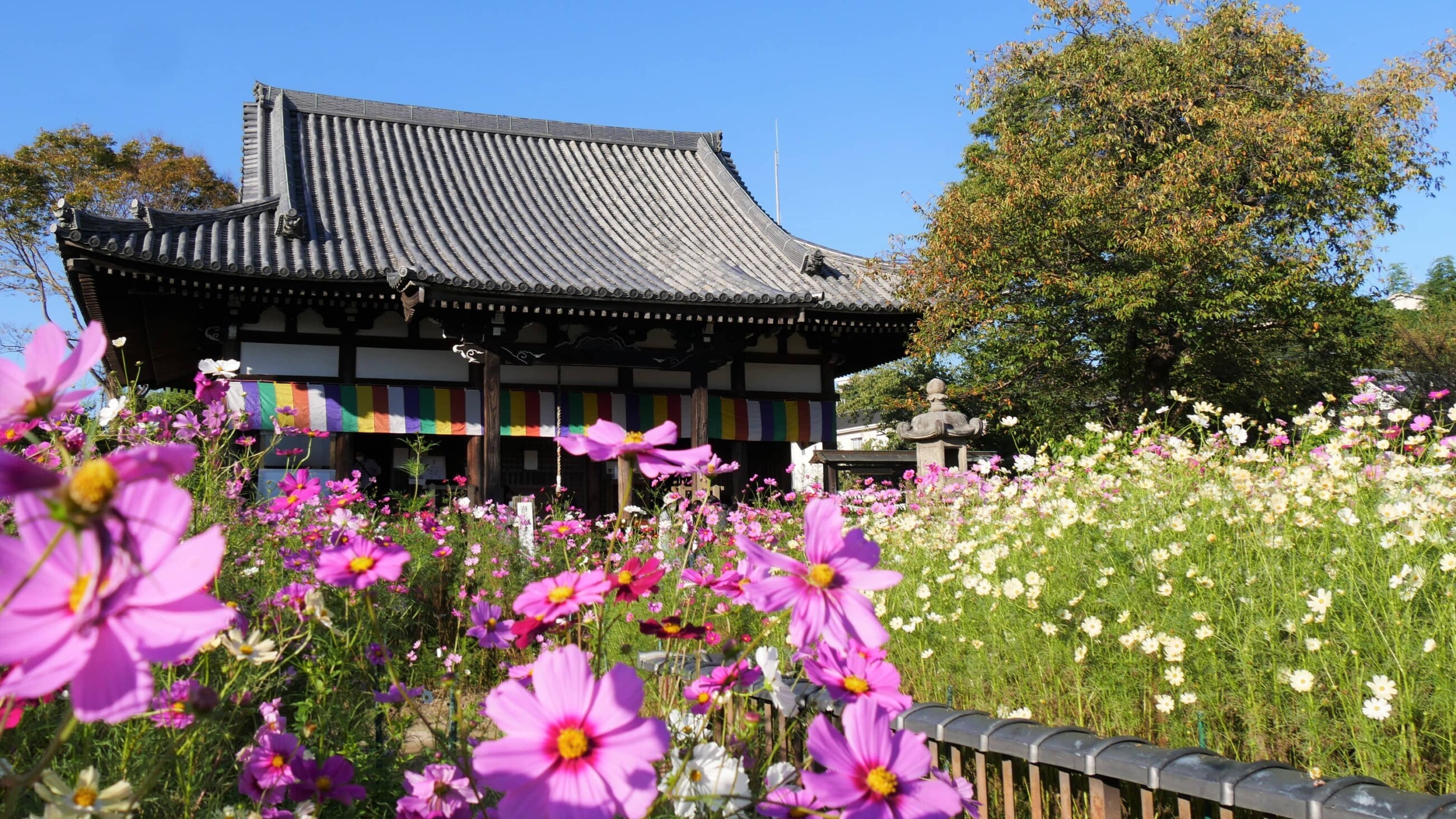 コスモスと般若寺本堂