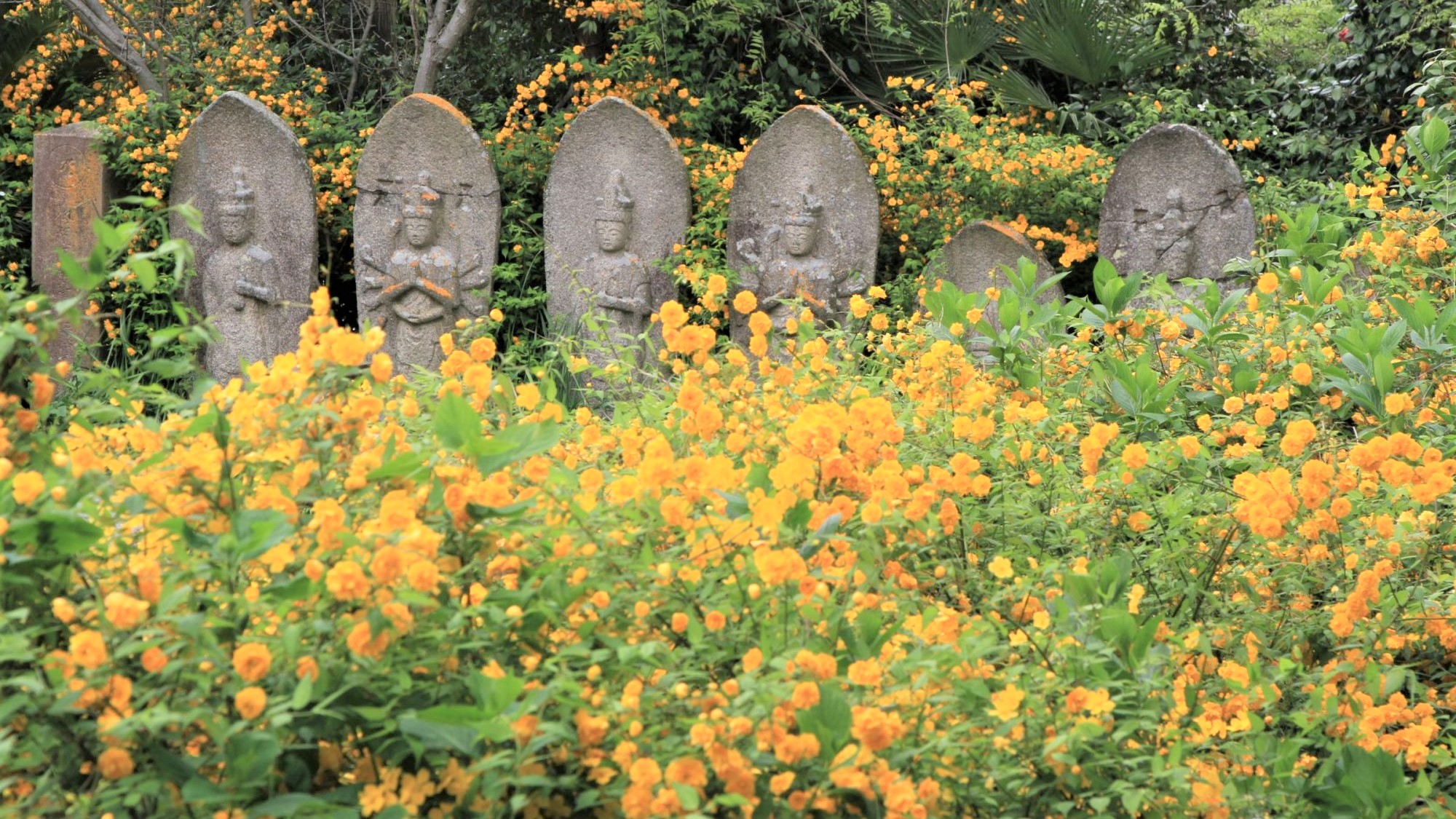 春は山吹が咲き誇る般若寺