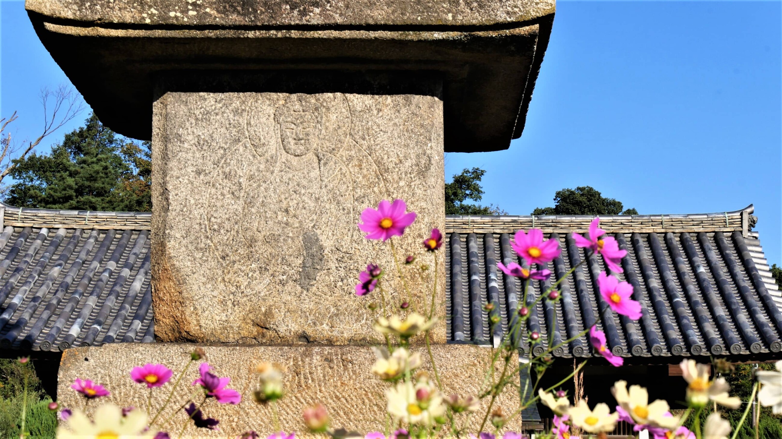 コスモス寺で有名な般若寺